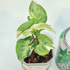 옐로우싱고니움