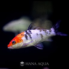 비단잉어 (15-17cm 내외) 3마리
