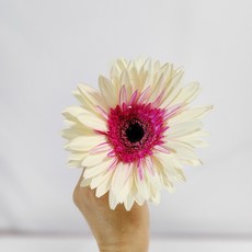 큰거베라 아름다운강인함 거베라 5송이 10송이 양재꽃시장 꽃배달싼곳 생화배송 메종드보타닉