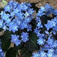 별수국