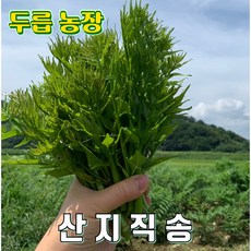 여름두릅 1kg, 1개