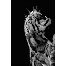 흑백인화확대기