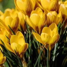 추천2 크로커스