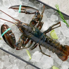 삼삼해물 항공직송 캐나다 자연산 활 랍스터, 1개, 600g