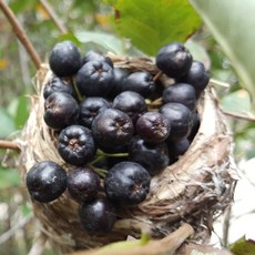 유기농아로니아청