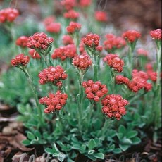 구름떡쑥-루브라 규격10cm포트묘 (모종 3개 묶음) 노지월동다년초 상록지피식물 묵은주 [꽃심야생화]