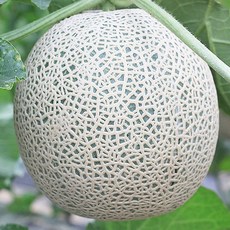 프리미엄산지직송머스크멜론 고당도메론선물세트, 머스크메론 8kg 3수, 머스크메론 8kg 3수