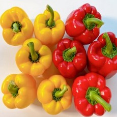 국산] 알록달록 가성비 가정품 파프리카 빨강 노랑 혼합 빨간 노란, 1박스, 2kg(빨강+노랑)