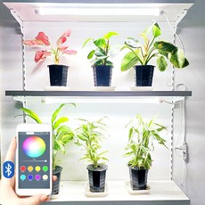 스마트 바조명 피에스오로라 라인 간접 LED 전구 식물등