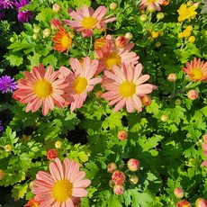 에덴플랜트 구절초 오렌지 소품 노지월동 다년초 야생화 화단 정원꾸미기, 1개