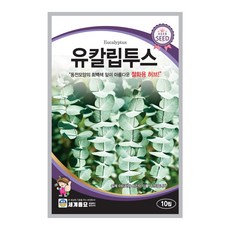 추천6유칼립투스키우기