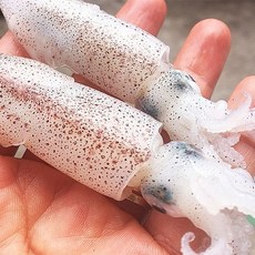 얌테이블 [얌테이블] 2+1 국내 자연산 호래기 꼴뚜기 250g (신선급냉/횟감가능) / 2건 이상 구매시 추가증정, 호래기 250g (신선급냉)