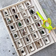  곤충표본 곤충박제 사슴벌레 장수풍뎅이 전갈 관찰 교육용 선물 액자 아크릴 수지 교제 장식, 직사각형 30개(선택 사항) 선물 상자 돋보기 