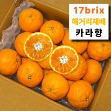 [백화점 납품] 최고당도선별 제주 카라향, 1박스, 5kg