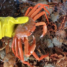 (오늘의수산물) 속초자숙홍게3kg (8~12미)수율보장 산지직송, 1개, 속초자숙홍게2kg