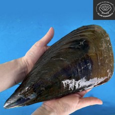 싱싱한 대왕 키조개 1마리 캠핑 조개구이 해감조개 조개요리, 대왕 키조개(대), 1개