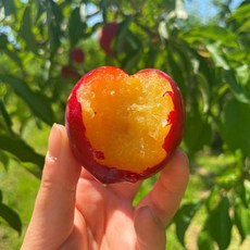 김천자두-추천-상품