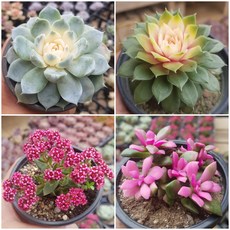 염좌 TOP01