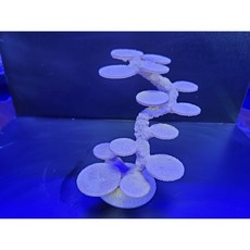 씨렉스공방-미니 성형락 (세로형)-피규어 장식장으로도 사용가능, 1000개
