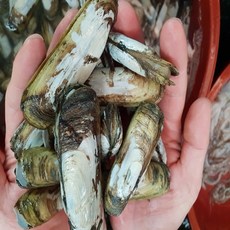 (산지직송)순천 별량 지근거림이 없는 맛조개 1kg 30-40개내외
