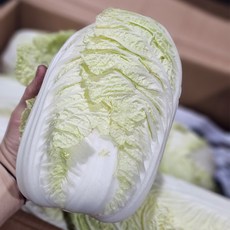 하나네야채 쌈배추 속이꽉찬 특품 알배추(10~12개), 1박스, 8kg