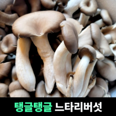 [탱글탱글] 느타리버섯 국산느타리버섯 국내산느타리버섯 단단한느타리버섯 다이어트효과 소화기건강, 1개, 3kg