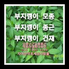 부지깽이종근 30주 부지깽이모종 부지깽이씨앗재배, 1개