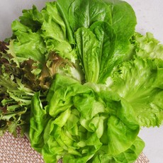 [푸르젠] 당일수확 유럽샐러드 채소1kg, 1개