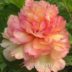 목단(모란) 묘목 금각(3년생/금강원예), 1개