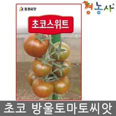 초코방울토마토