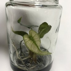 [몰리]C0509-03 알로카시아 밤비노 민트 바리에가타 초희귀 조직배양 유묘 동일상품