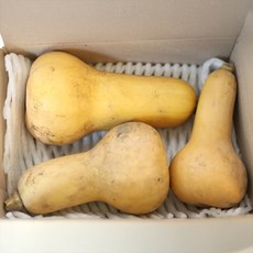 장보리 제주도 땅콩호박 3kg 내외, 기본상품, 1개