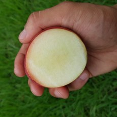 경북신비복숭아 신비복숭아 복숭아 천도복숭아 신성복숭아 경북신선복숭아 1kg 2kg, 신선복숭아 2 kg 17-25과 중대과, 1개