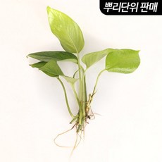 스킨답서스 3촉 - (베타수초 원예수초) -미미네아쿠아, 단품