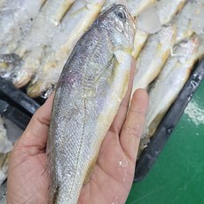목포파조기