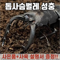 톱사슴벌레암컷