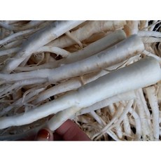 국산 갓 캐어낸 싱싱하고 맛있는 세척 나물 도라지 1kg 나물용 도라지 금산양전식품, 국내산 세척 나물용도라지 대+대중1kg
