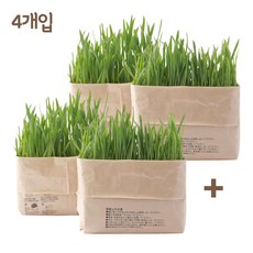 무인양품 고양이 캣그라스 4개입 귀리 재배용 헤어볼 풀 캣닢, 1세트, 102g