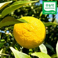 (자연마을) 고흥 유자 생과 못난이 2kg 3kg 5kg 10kg, 1박스, 못난이 유자 2kg