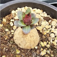 봄의정원 티벳장미 Euphorbia rapulum (맨위 사진 참고), 1개 - 장미맨숀마르틴