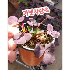 가넷사랑초/옥살리스 퍼퓨리아 가넷