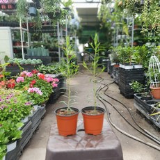 공룡꽃식물원(주) 원플원 2개 티트리나무 소품 15~30CM 68 허브 야생화 티트리오일나무