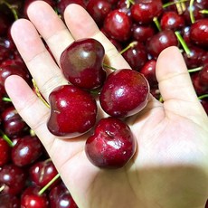 항공수입 프리미엄 체리 생과, 1개, 10.0R 대과 500g