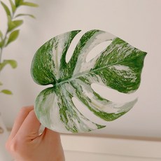 NEW 몬스테라 인조나뭇잎 (꺽인형) 알보 인조식물 크레 파충류 사육장꾸미기 도마뱀 게코, 1개, 몬스알보 스몰