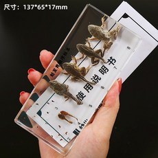 곤충표본 나비 메뚜기 매미 개구리 박제 표본 아크릴 선물 투명 교육 수집 학습, 06. 매미 표본