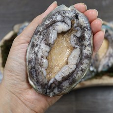 [청년] 완도 산지직송 생전복 대왕전복 산소포장 싱싱한 활 전복 1kg, 전복 14-15미