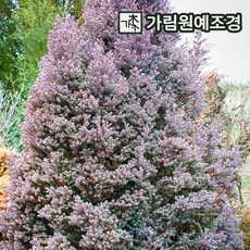 퍼플히더 상록수 침엽수 정원수 조경수 가림원예조경, 키80cm화분묘, 1개