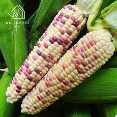 흑찰옥수수