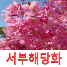 (성실G)서부해당화(수사해당)묘목 접목1년 3그루