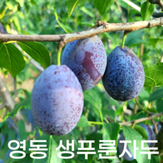 산지직송 생푸룬 푸룬자두, 1개, 생푸룬 1kg - 가공이유식